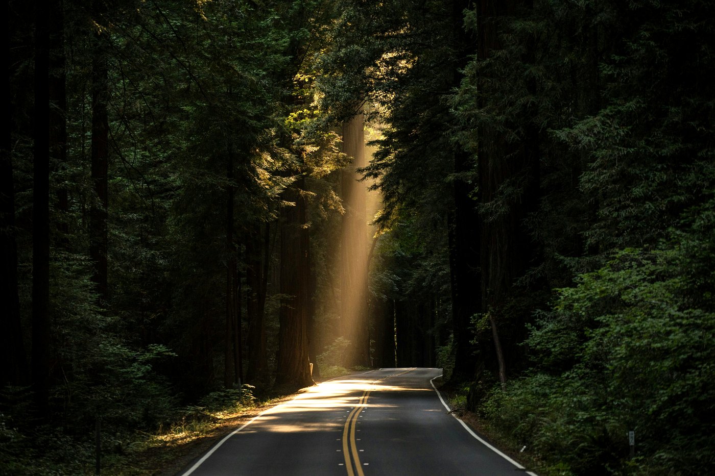 A shaft of afternoon light falling across a road through a redwood forest